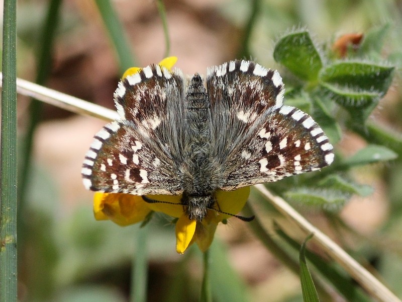 Pyrgus da determinare....Pyrgus malvoides, Hesperiidae